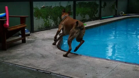 Dog playing fetch by the pool. Stock Footage 155893087