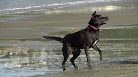 Dog playing fetch - slow mo Stock Footage 24792326