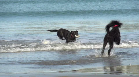 Dog playing fetch- slow mo Stock Footage 24792686