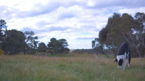 Dog playing in the field Vídeos de archivo 87119487