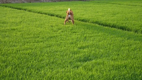 Dog playing in the field with wind blows through on summer day. Video stock 114545430