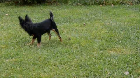 Dog playing Stock Footage 44796614