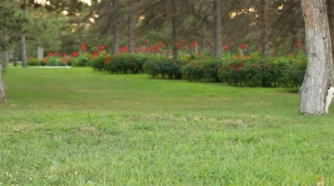 Dog playing Video stock 51671479