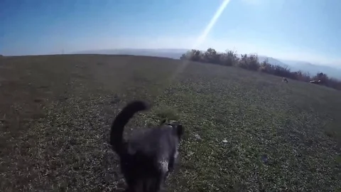Dog playing Stock Footage 82044032