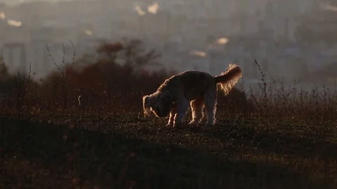 Dog playing Stock Footage 82044104