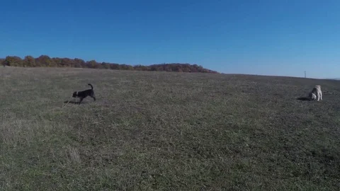 Dog playing Stock Footage 82044106