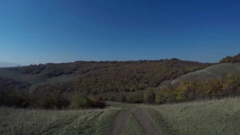 Dog playing Stock Footage 82044111