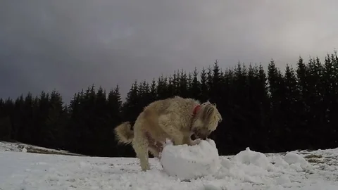 Dog playing Stock Footage 84262291