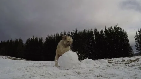 Dog playing Stock Footage 84262312