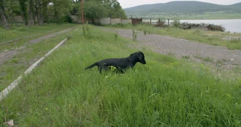 Dog Playing Stock Footage 263921016