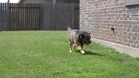 Dog Playing Stock Footage 269087632