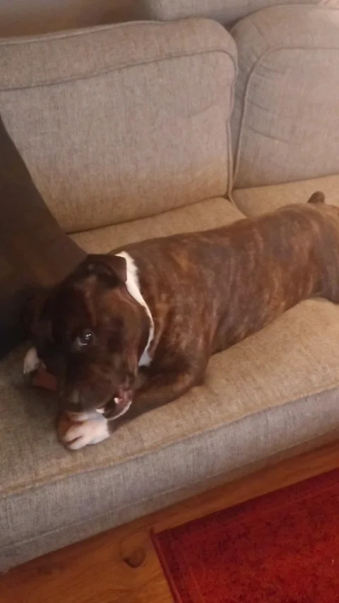 Dog playing Video stock 295145782