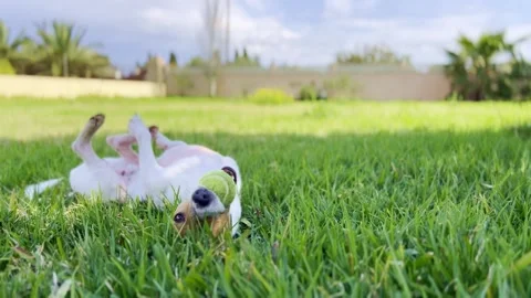 Dog playing Stock Footage 305170622