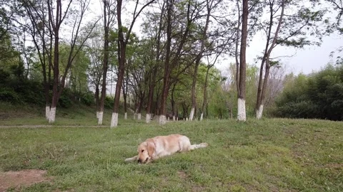 Dog playing in the forest Stock Footage 247363528