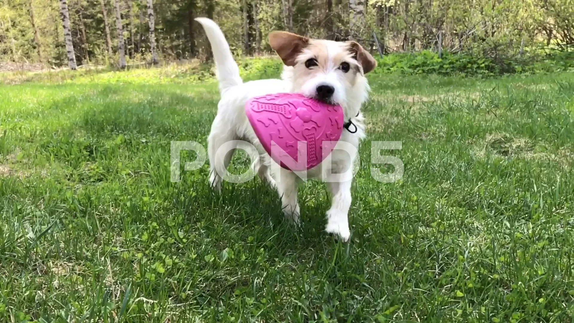 Frisbee Dog Pet Stock Footage Royalty Free Stock Videos Pond5