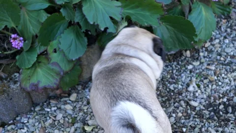A Dog playing in the garden Video stock 150227648