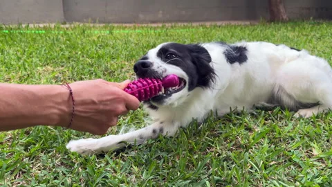 The dog is playing in the garden. Stock Footage 282542802