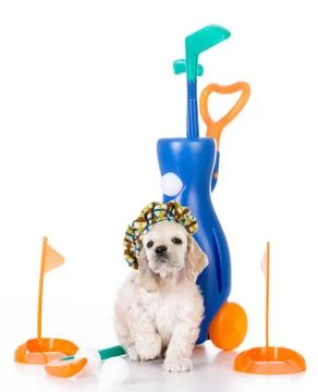Dog playing golf Stock Photos