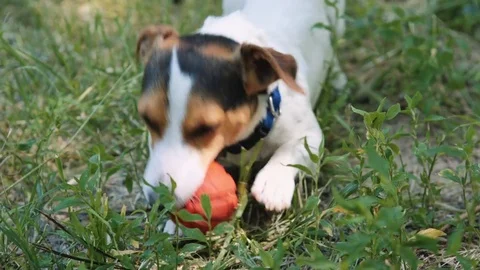 Dog playing on the grass with the ball. Stock Footage 76758782