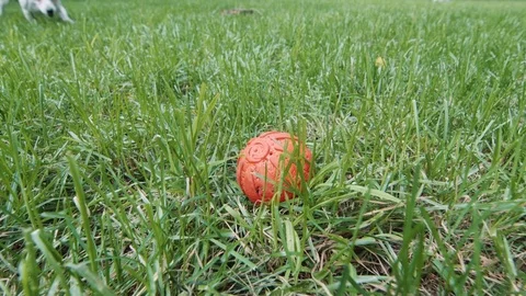 Dog playing on the grass with the ball. Stock Footage 76890899