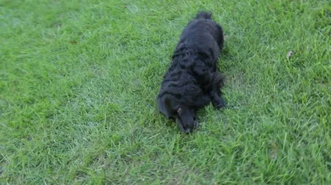Dog Playing in Grass Stock Footage 21789500