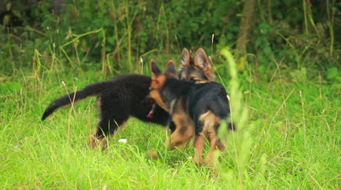 Dog playing in grass Stock Footage 25696267