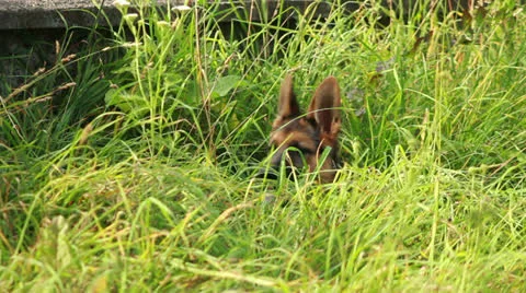 Dog playing in grass Stock Footage 25696279