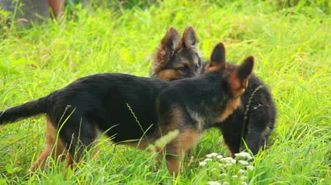 Dog playing in grass Stock Footage 25696284
