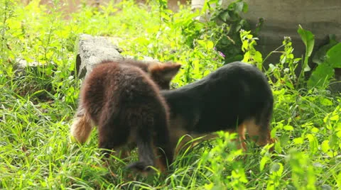 Dog playing in grass Stock Footage 25696287