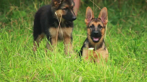 Dog playing in grass Stock Footage 25696919
