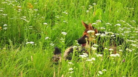 Dog playing in grass Stock Footage 25697000