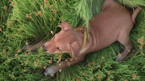 Dog is playing in the grass Stock-Footage 167397252