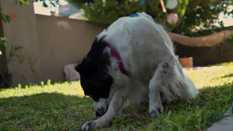 Dog Playing in the Grass Stock-Footage 292495095