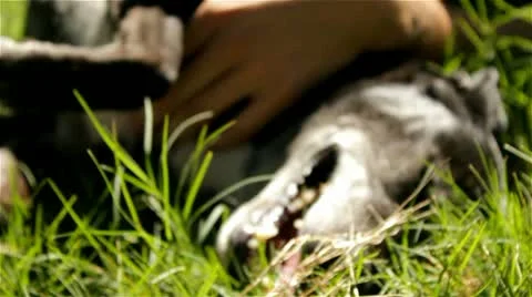 Dog playing with hands Stockbeeldmateriaal 10917493