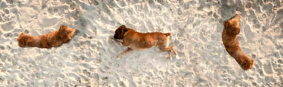 Dog playing Stock Illustration
