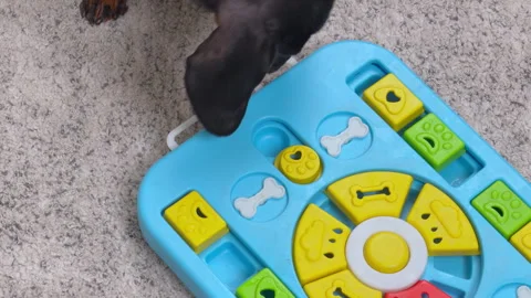Dog Playing With an Interactive Puzzle Feeder on a Carpet Stock-Footage 343900284
