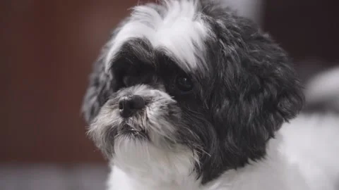 Dog playing with its owner Stock Footage 144546460