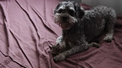 A dog playing with a kitten Stock Footage 167492701