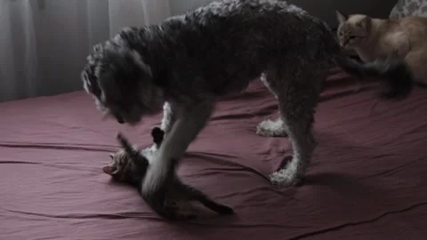 A dog playing with a kitten Video stock 167492768