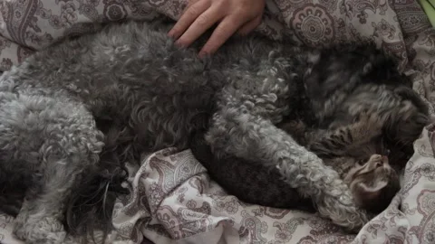 A dog playing with a kitten 库存影片 167493012