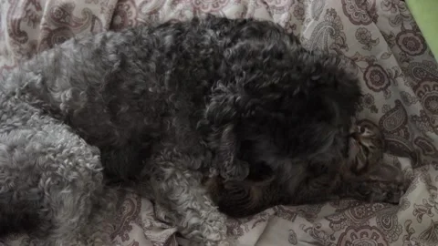 A dog playing with a kitten Stock Footage 167493030