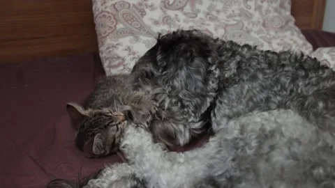 A dog playing with a kitten Stock Footage 167493105
