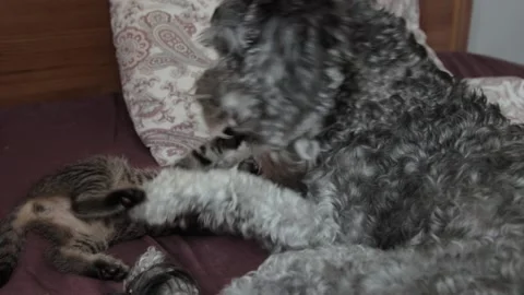 A dog playing with a kitten Stock Footage 167493131