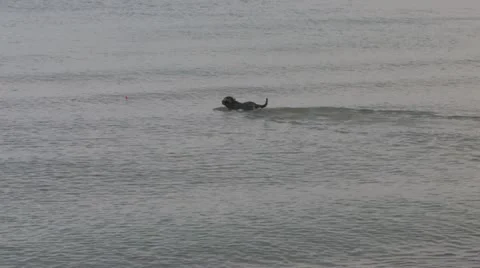 A dog is playing in the lake Stock Footage 11014009