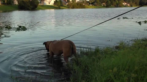 Dog playing in lake Video stock 42202480