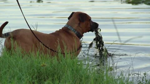 Dog playing in lake Video stock 42233897