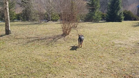 The dog is playing on the lawn Stock Footage 330641400