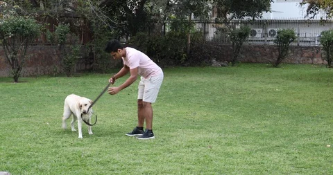 Dog playing with the leash while the owner tries to take it out from her mouth.  Stock Footage 128750559