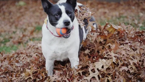 Dog playing in leaves Stock Footage 98137904