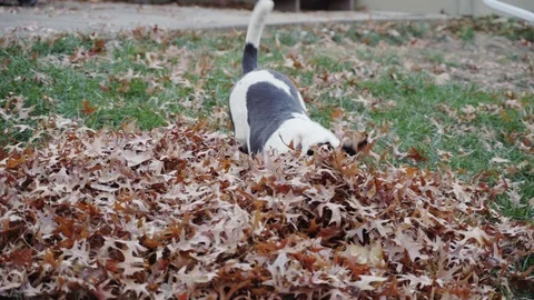 Dog playing in leaves Stock Footage 98138491